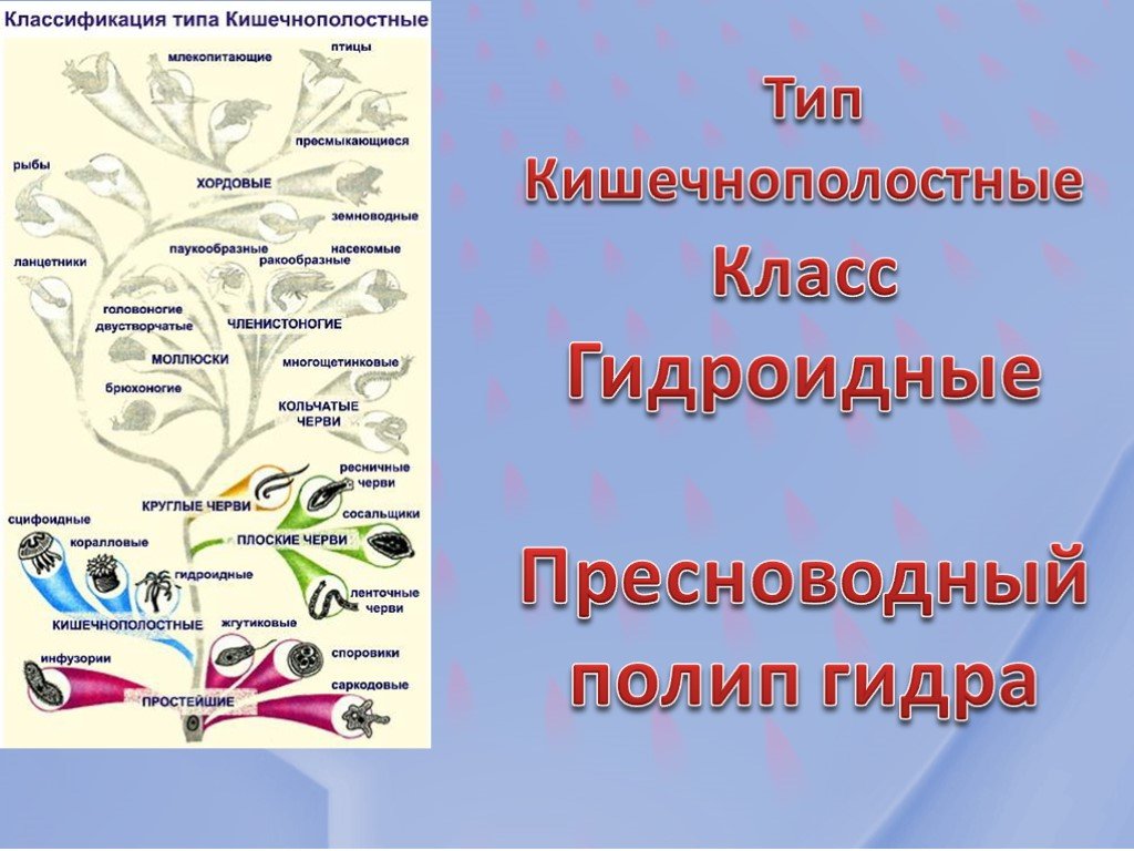 Тор для кракена