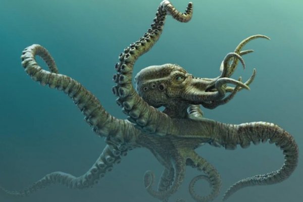 Kraken рынок