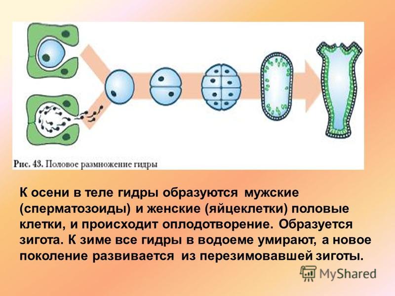 Кракен оригинальная ссылка для тор